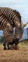 363 Zebras am Wasserloch