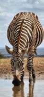 364 Zebras am Wasserloch