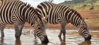 365 Zebras am Wasserloch