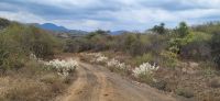 367 Fahrt durch Tsavo West