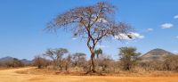367 Tsavo West