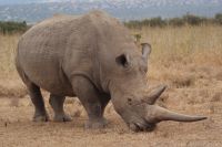 37 Breitmaulnashorn