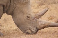 38 Breitmaulnashorn