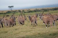 38 Oryxantilopen