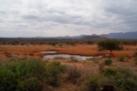 384 Wasserloch Kilanguni Lodge Tsavo West Nationalpark