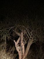 388 Nachtsafari