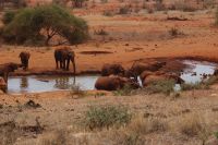 393 Elefantenherde Kilanguni Lodge Tsavo West Nationalpark