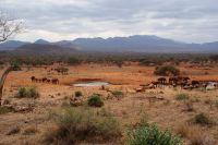 396 Elefantenherde Kilanguni Lodge Tsavo West Nationalpark