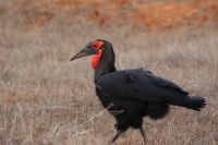 4 in Tsavo Ost 