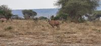 4ß6 Oryxantilope