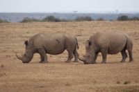40 Breitmaulnashorn