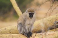 40 Grüne Meerkatze