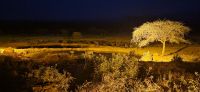 402 Büffel am nächtlichen Wasserloch