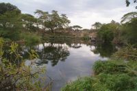 407 Mzima Springs Tsavo West Nationalpark