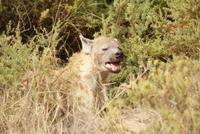 409-Amboseli NP