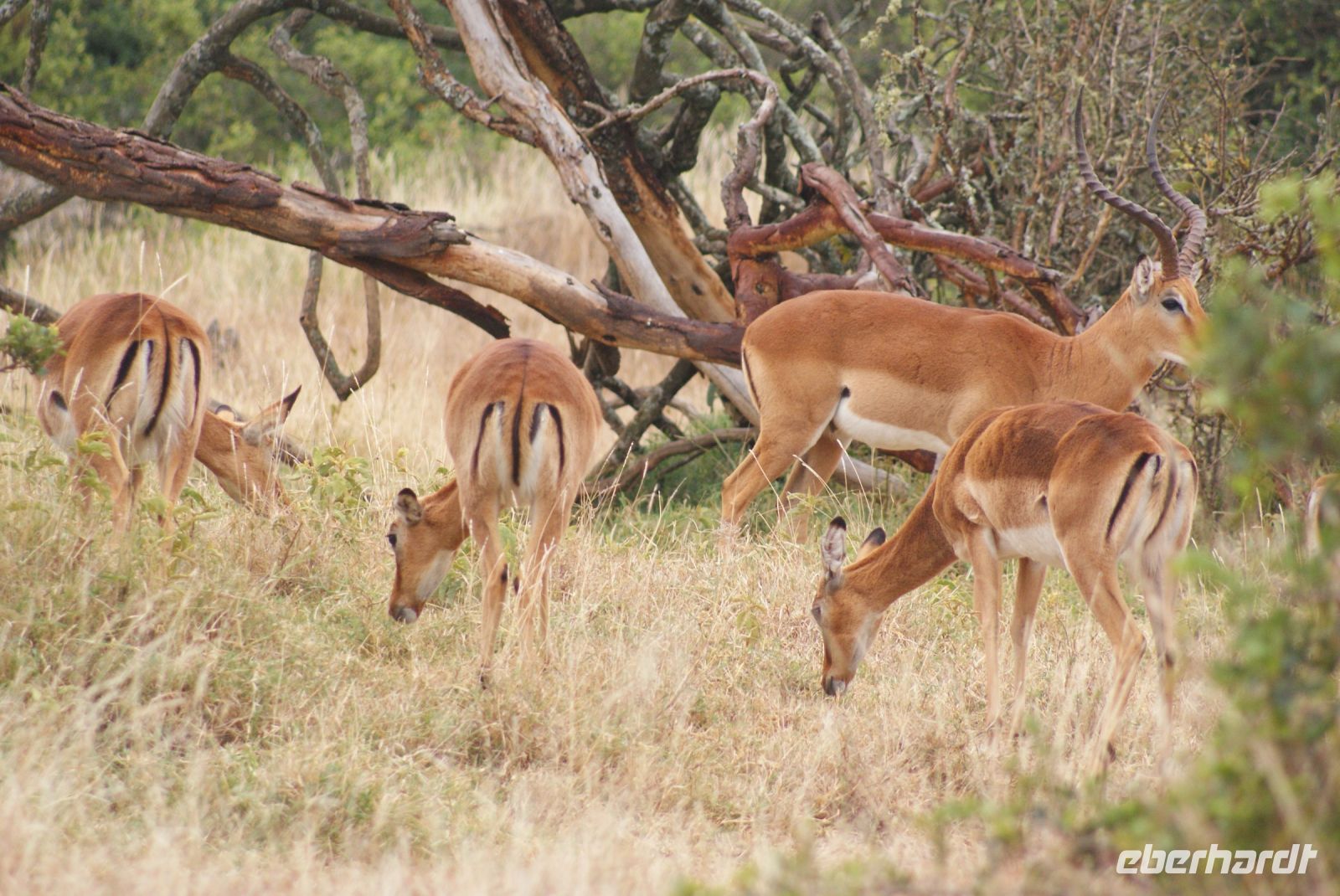 41 Impalas 