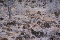 410 Dik Diks Tsavo West Nationalpark