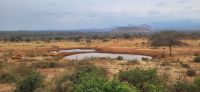 412 Impressionen Wasserloch Kilaguni Lodge