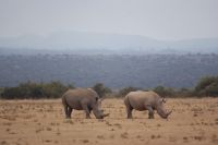 42 Breitmaulnashorn