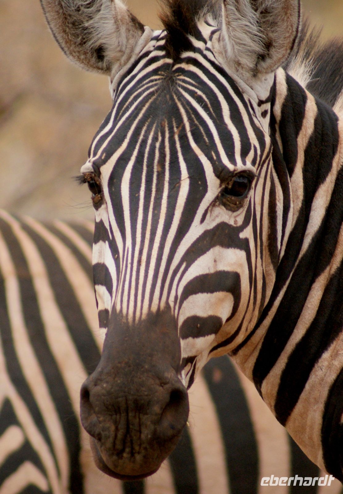 420 Zebra