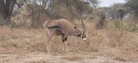 423 Oryxantilopen