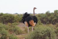 429-Amboseli NP