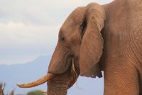 437 Tsavo Ost 