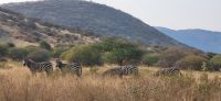 437 Zebras in der Savanne