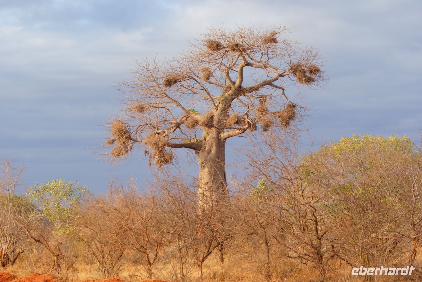 438 Baobabtree