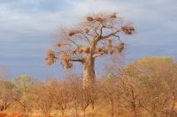 438 Baobabtree