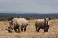 44 Breitmaulnashorn