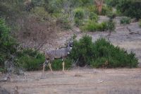 441 Kudubock in Tsavo Ost 