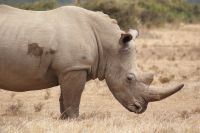 45 Breitmaulnashorn