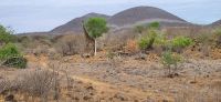 452 Pirschfahrt Tsavo West