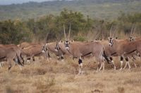 46 Oryx Antilopen