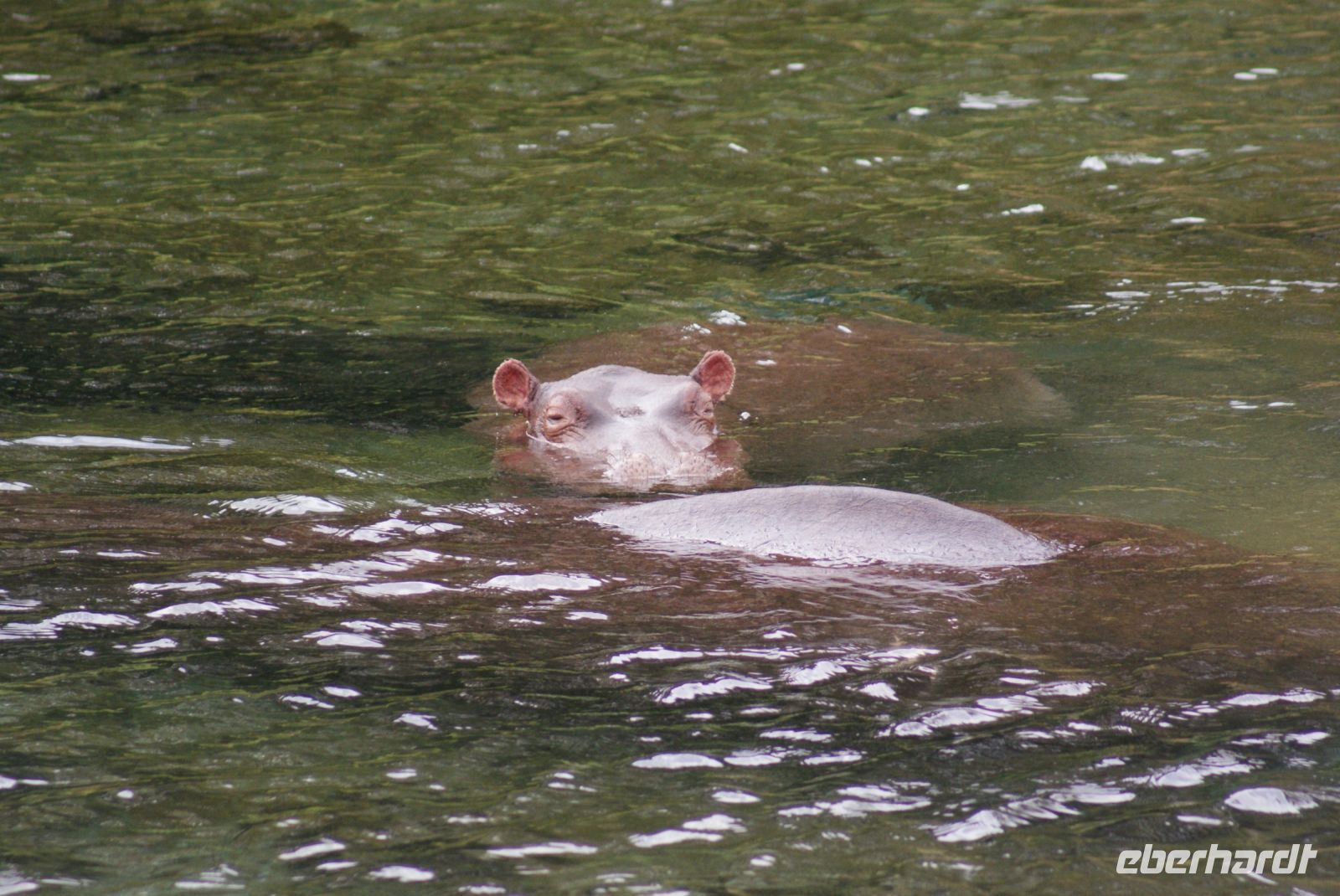 463 Hippo
