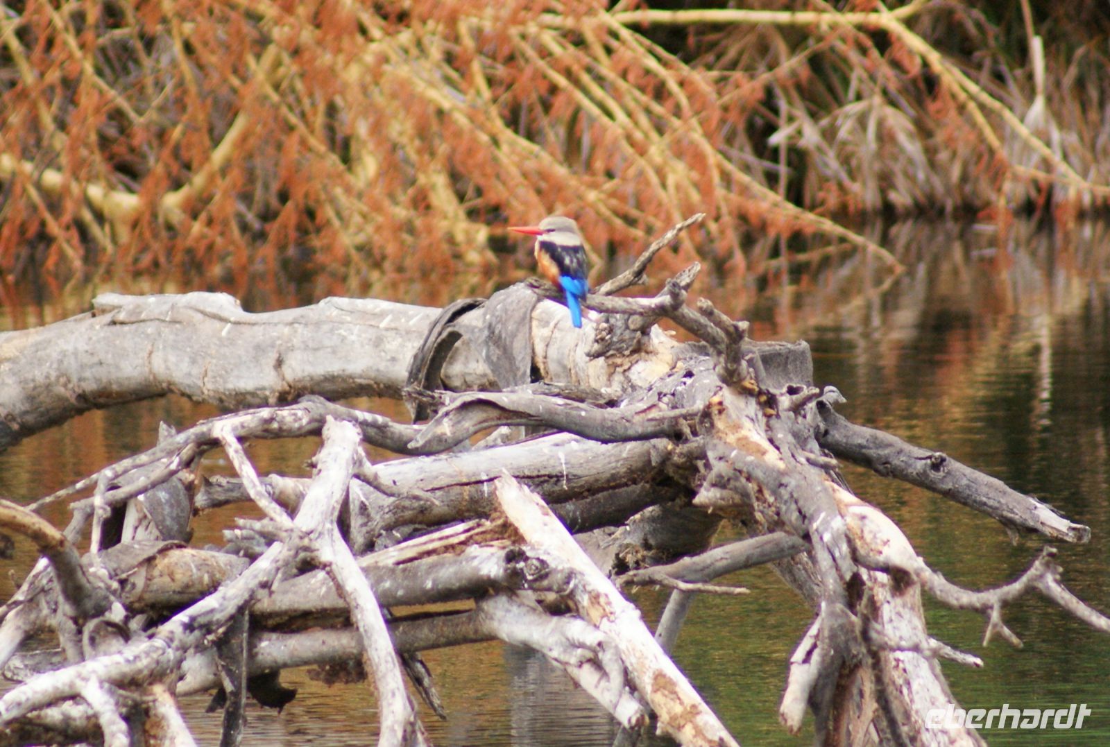 464 Eisvogel