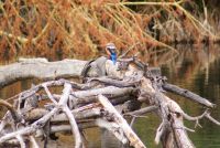 464 Eisvogel