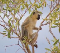 465 Tsavo Ost