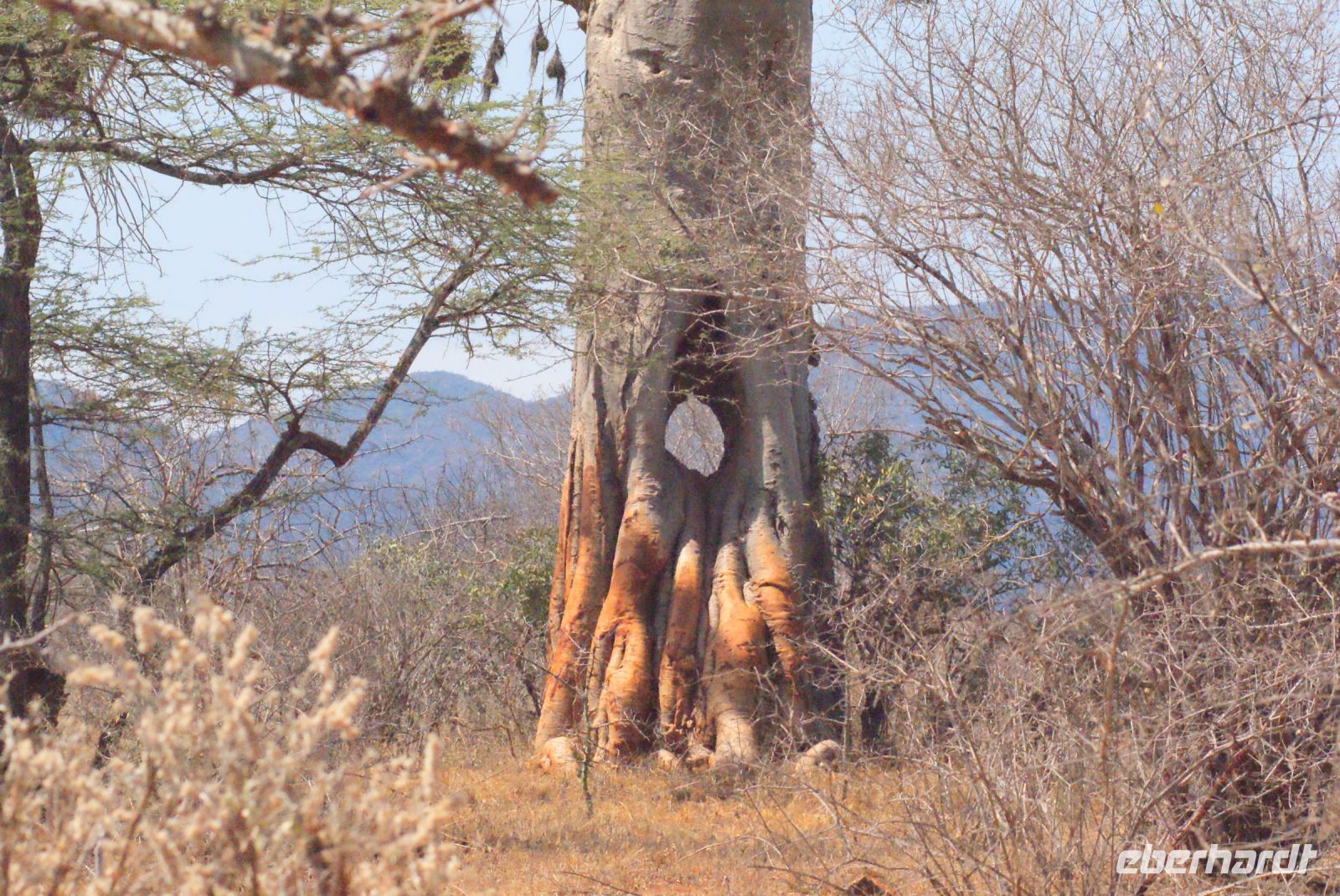 472 Baobab