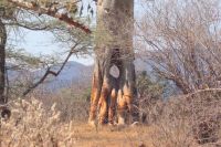 472 Baobab