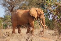 475 Tsavo Ost