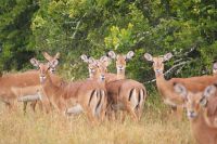 48 Impalas