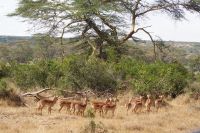 49 Impalas