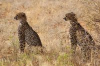 49 Samburu