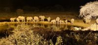 496 Abendbesuch am Wasserloch