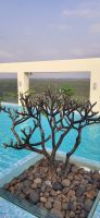 501 Aussicht vom Pool Nairobi