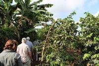 Besuch der Fairview Kaffeefarm