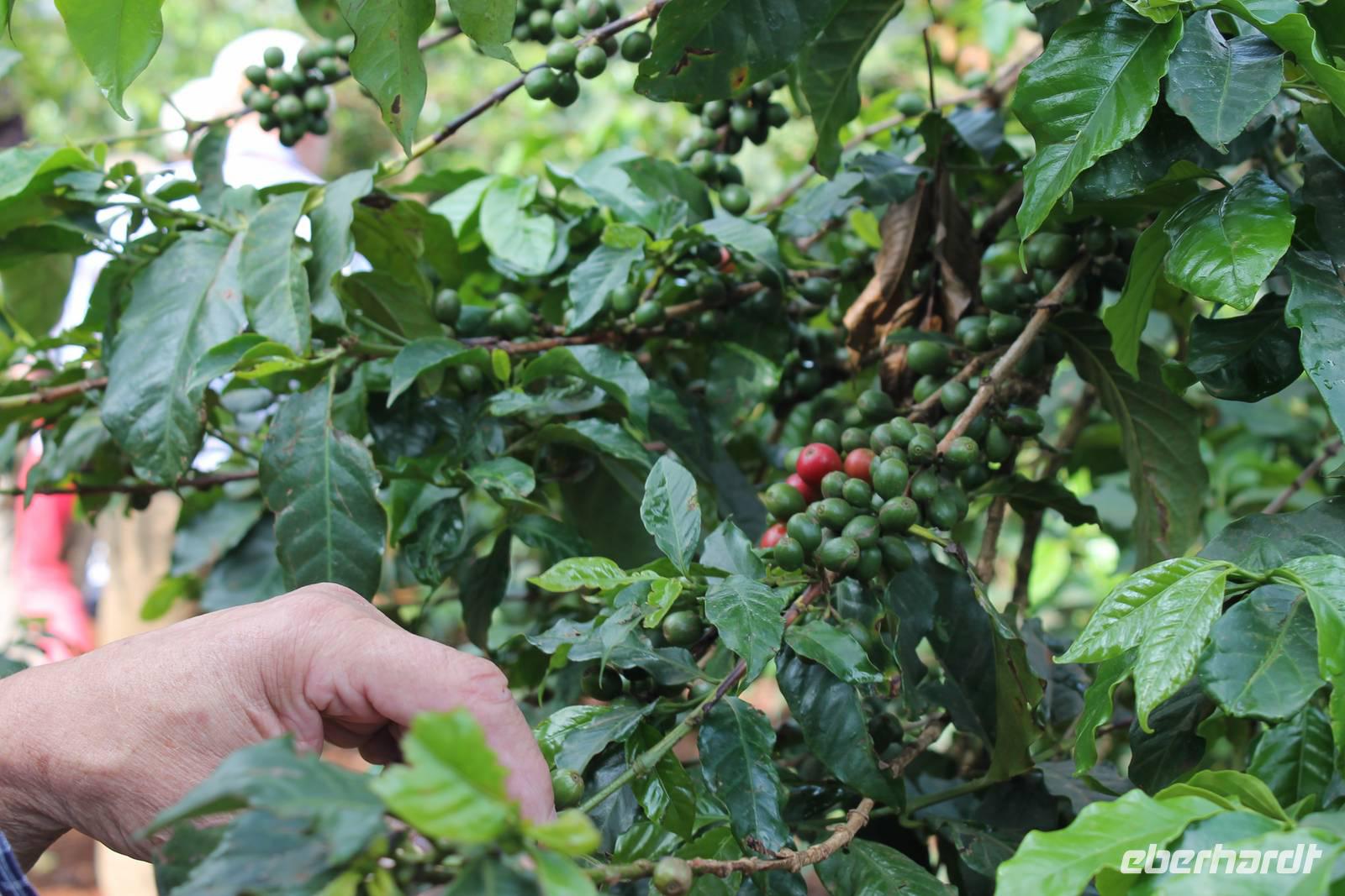 Besuch der Fairview Kaffeefarm