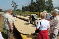 Besuch der Fairview Kaffeefarm - Trocknung der Kaffeebohnen